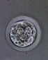 embryo.jpg