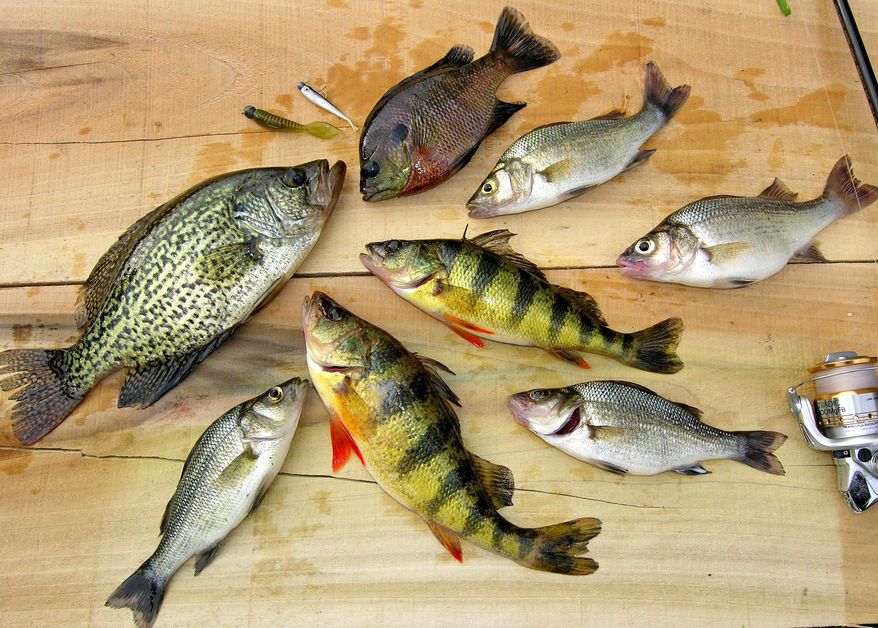 A variety of fish caught in a tidal creek provided a sumptuous November dinner. (The Washington Times)