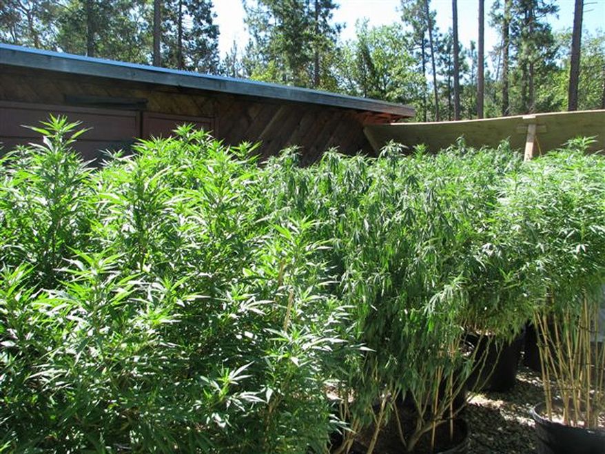 In this August 2009 photo provided the Rogue Area Drug Enforcement Team via The Grants Pass Daily Courier,a marijuana grow site in on Allen Creek Road is seen in Grants Pass, Ore. Josephine County has hundreds of grow sites for medical marijuana. Police raided the site in August where 160 plants found, inside and outside of the home. Police charged the grower exceeded his limit, with 24 mature plants outside and 136 inside. (Associated Press)