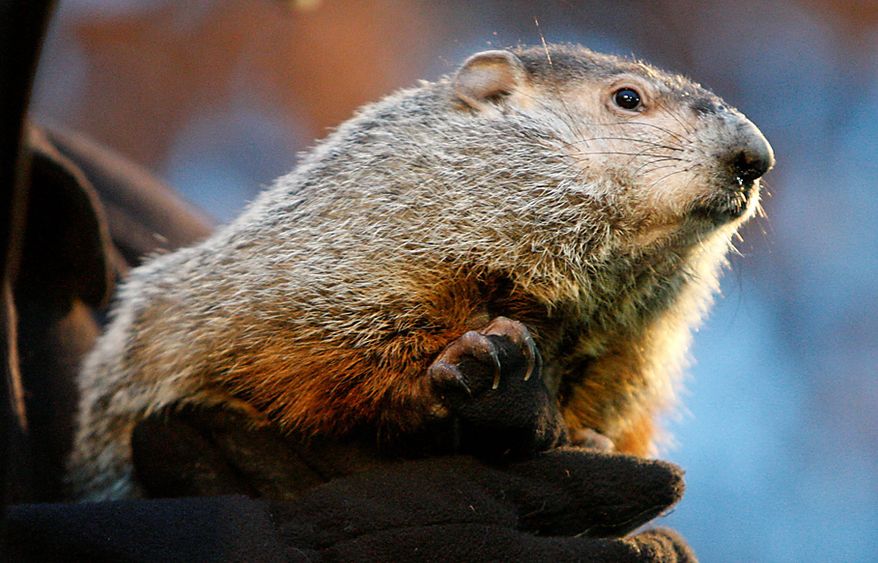 Punxsutawney Phil after emerging from his burrow on Gobblers Knob in Punxsutawney, Pa., to see his shadow and forecast six more weeks of winter weather Tuesday, Feb. 2, 2010. (AP Photo/Gene J. Puskar)