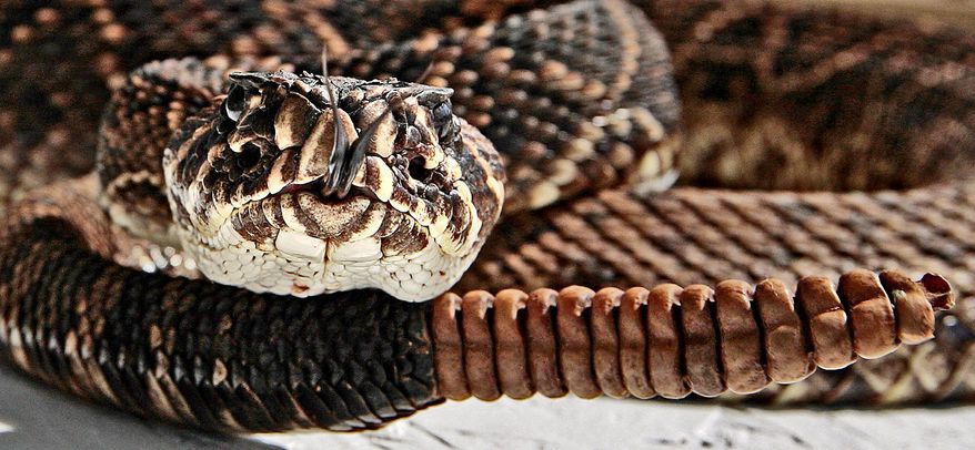 An Eastern diamond back rattlesnake coils itself to strike during the Opp Rattlesnake Rodeo. Reptile researchers say populations of the snake species are declining to dangerously low levels. (Associated Press)
