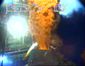 Gulf Oil Spill- Conta_Lea.jpg