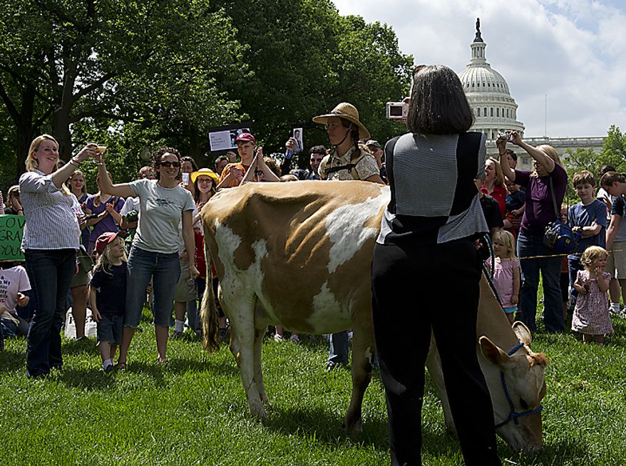Liz Reitzig of Bowie, Md., far left, and Karine Bouis-Towe of Takoma Park, Md., clink glasses before drinking fresh milk from Morgan the cow at a rally at Upper Senate Park in Washington, D.C., on Monday, May 16, 2011. The organization Grassfed on the Hill held the rally to protest the sting operation the FDA conducted against Pennsylvania dairy farmer Dann Allgyer and his private buying customers. The rally included samples of fresh milk, and Morgan the cow was also milked on site. (Barbara L. Salisbury/The Washington Times)