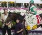 Black-Eyed Susan Hors_Hasc.jpg