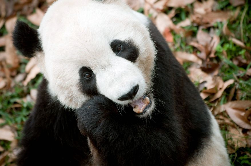 Tai Shan the panda at the National Zoo in 2009. (The Washington Times)