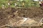 Uganda Landslides_Lea.jpg