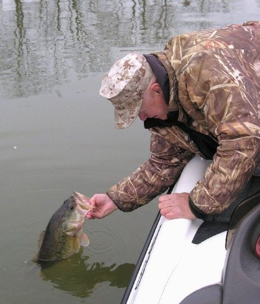 Marty Magone pulls a 7 1/4-pound bass - a personal-best for the Virginia angler - from the Potomac River during a recent outing. (Gene Mueller/The Washington Times)