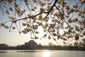 BLOSSOMS_0129