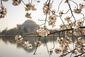 BLOSSOMS_0137