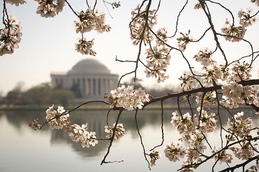 With the Jefferson Memorial in the distance, pink and white cherry blossoms make an earlier than expected appearance along the Tidal Basin in Washington, D.C., Thursday, March 15, 2012. (Rod Lamkey Jr/The Washington Times)