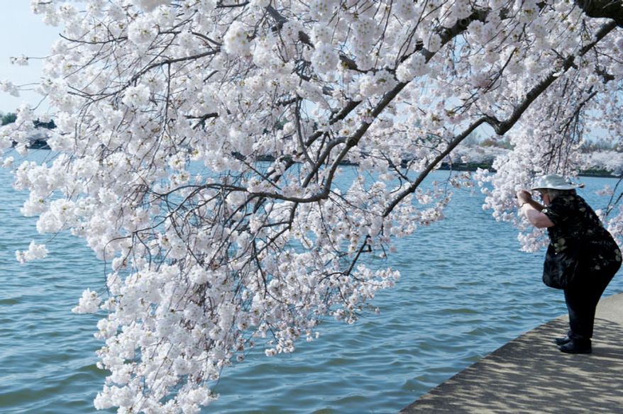 A tourist takes a picture of the cherry blossoms along the Tidal Basin in Washington, D.C., on March 19, 2012. (Barbara L. Salisbury/The Washington Times)
