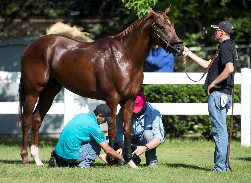 I'll Have Another is tended to after a bath at Belmont Park in Elmont, N.Y., on Thursday. The colt will look to capture the 12th Triple Crown on Saturday. (Associated Press)