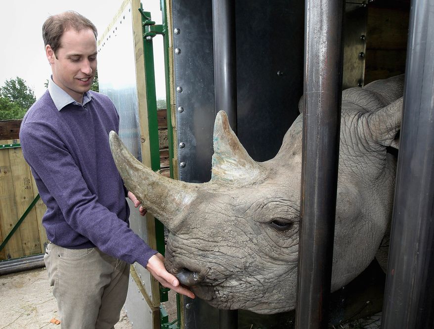 Prince William, second in line to the British throne, feeds a 5-year-old black rhino named Zawadi during a visit to the Port Lympne Wild Animal Park in Port Lympne, England, on Wednesday, June 6, 2012. (AP Photo/Chris Jackson, Pool)