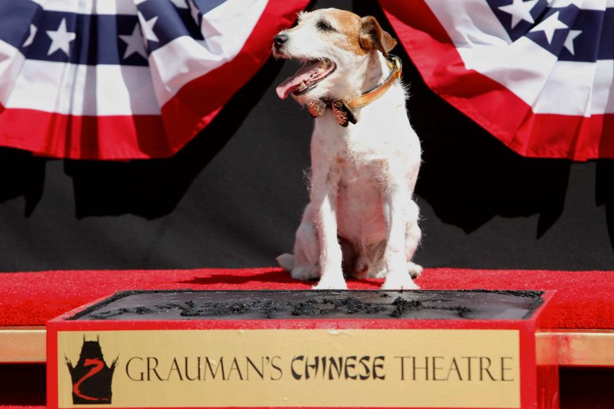After sharing star billing for "The Artist," Uggie plays the lead Monday in a ceremony to cement his paw prints in the courtyard of Grauman's Chinese Theatre in Los Angeles. (Associated Press)