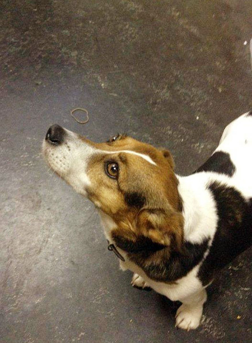 Patch, a Jack Russell terrier, took a train trip to Dublin without his master on Wednesday. They were reunited by Twitter. (Associated Press)