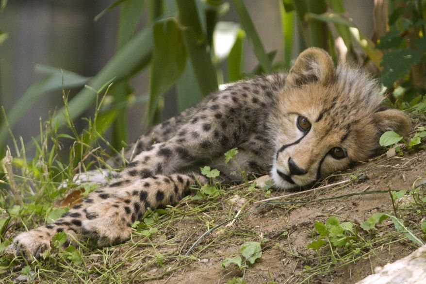 One of two, 3-month-old cheetah cubs rests in the shade while on public view at the National Zoo, in Washington, on Saturday, July 28, 2012. The cubs are trying out their first week on limited view to the public. (AP Photo/Jacquelyn Martin)