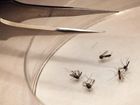 dallas-west-nile_star_mugshot_four_by_three.jpg