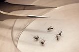 Dallas West Nile_Star.jpg