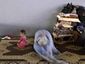 syria_11_mugshot_four_by_three.jpg