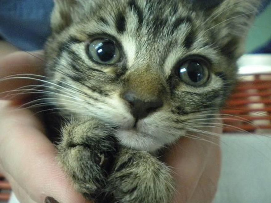 **FILE** One of two kittens euthanized because of mutilation of its claws. Photo from the Washington Humane Society.
