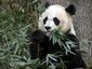 national-zoo-panda_lea_mugshot_four_by_three.jpg
