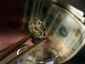 marijuana-taxes_star_mugshot_four_by_three.jpg