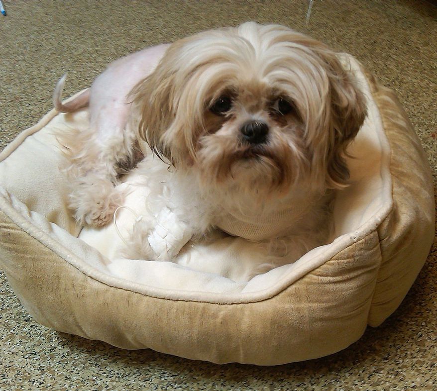 Coco, a 2-year-old Shih Tzu, is recovering after being stabbed seven times at a home in Southeast on Sept. 21. The knife cuts missed vital organs. The dog is now in a foster home. (Washington Humane Society)