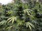 chicago-marijuana-fou_live_mugshot_four_by_three.jpg