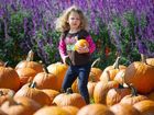 pumpkin_10141201_primary_image.jpg