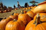 PUMPKIN_10141205