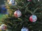 tree_2548_mugshot_four_by_three.jpg