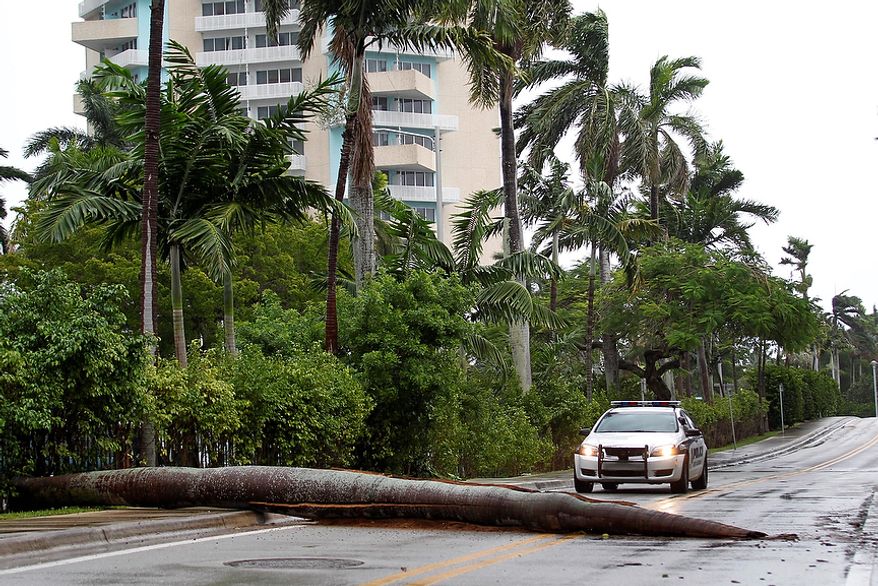 A Fort Lauderdale Police car stops at a fallen palm tree trunk blocking a road in Fort Lauderdale, Fla., on Oct. 25, 2012. (Associated Press)