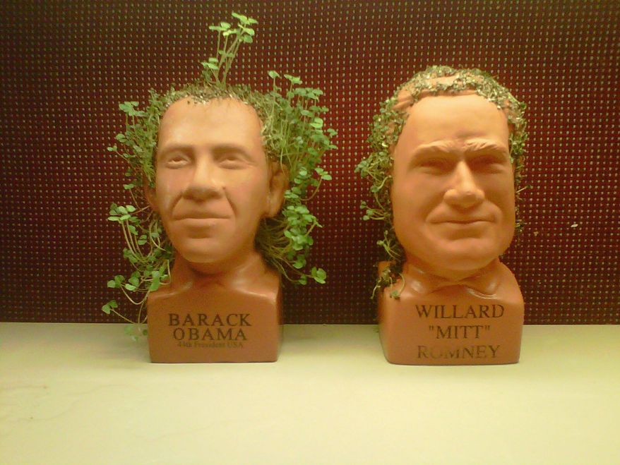 What could it predict for the election outcome? Chia Obama and Chia Romney sprout with distinctive difference as they grow in The Washington Times newsroom. (The Washington Times)