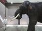 elephant_mugshot_four_by_three.jpg