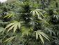 chicago-marijuana-fou_live_2_mugshot_four_by_three.jpg