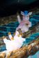 ICE_SHREK111108