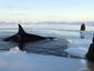 whale_mugshot_four_by_three.jpg