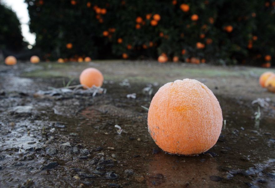 A frost-covered orange lies on the ground in an orchard near Sanger, Calif., on Saturday, Jan. 12, 2013, after a night of freezing temperatures. (AP Photo/The Fresno Bee, Craig Kohlruss)