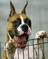 dogs_20081204_8727