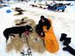 iditarod-sled-dog-rac_lea_mugshot_four_by_three.jpg