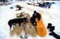 Iditarod Sled Dog Rac_Lea.jpg