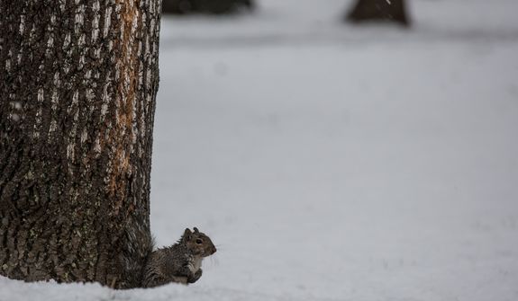 A squirrel takes shelter from the snow under a tree in Fairfax, Va., on March 6, 2013. (Andrew S. Geraci/The Washington Times)