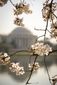 BLOSSOMS_20120315_3.jpg