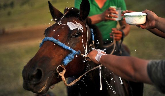 Milk is poured over the head of the winning horse as a sign of good luck after a race at the Mongolian Border Forces camp near the Russian border. Horses are greatly cherished in Mongolian culture, especially by the nomads because horses are very useful to people's daily lives and livelihood. Horse racing is the second most popular event in Mongolia, after traditional wrestling. There is a traditional saying in Mongolian: "A Mongol without a horse is like a bird without the wings." (U.S. Air Force photo by Tech. Sgt. Jeremy T. Lock)