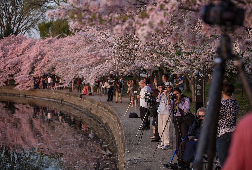 Tourists flock to the Tidal Basin to photograph the morning sun reflecting off of the water into the cherry blossoms, in Washington, DC., Thursday, April 11, 2013. (Andrew S Geraci/The Washington Times)