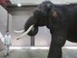elephant_3_mugshot_four_by_three.jpg