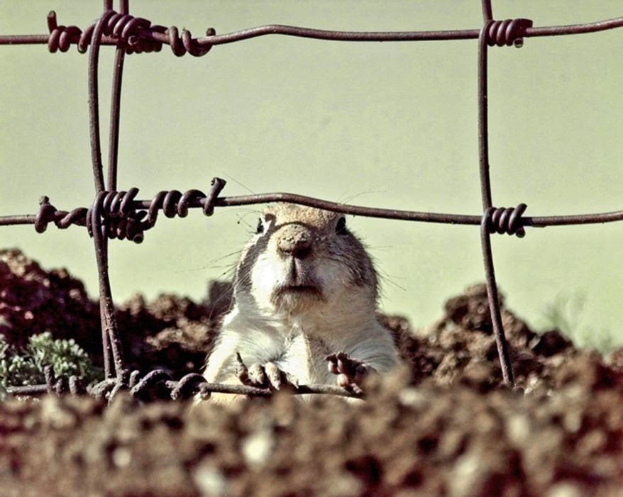 Prairie dogs prefer suburban luxury over the untamed wilderness, but they're now in the fight of their lives to keep and even destroy property.