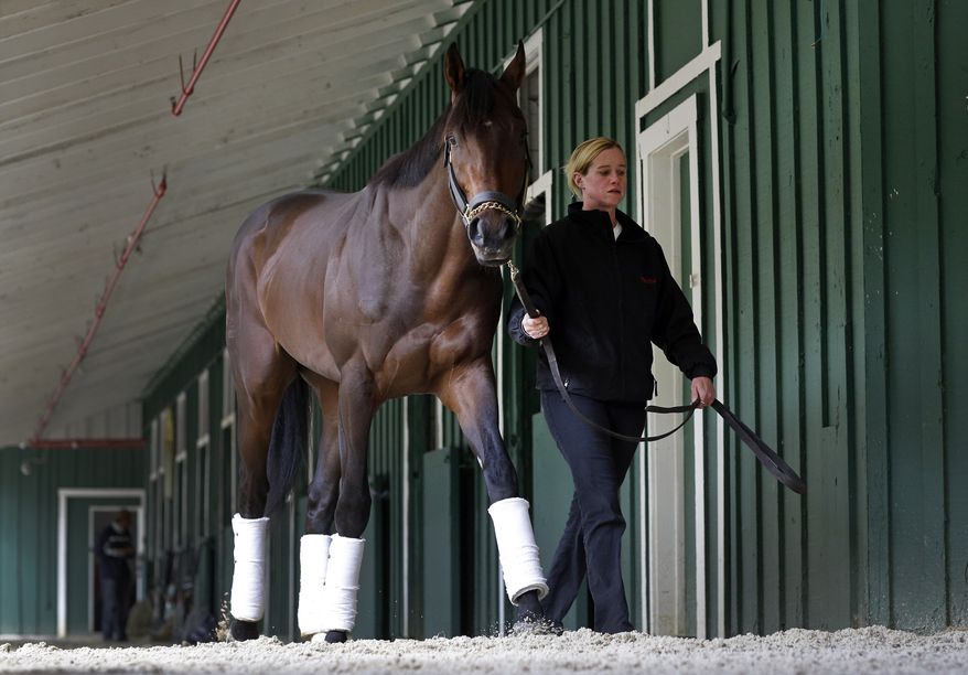Exercise rider Jennifer Patterson walks Kentucky Derby winner Orb after arriving at Pimlico Race Course in Baltimore, Monday, May 13, 2013. Orb is scheduled to run in the Preakness Stakes on May 18. (AP Photo/Patrick Semansky)