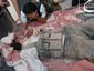mideast-syria_live_67_mugshot_four_by_three.jpg