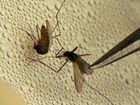 bug_2_mugshot_four_by_three.jpg